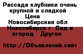 Рассада клубники очень крупной и сладкой › Цена ­ 40 - Новосибирская обл., Новосибирск г. Сад и огород » Другое   